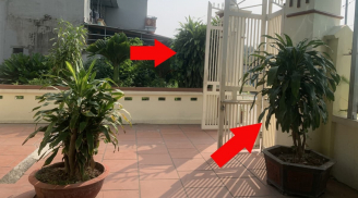 2 mệnh hợp trồng Thiết Mộc Lan, có 1 cây trong nhà gia chủ làm ăn phát đạt, Tiền đẻ ra Tiền