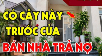4 loại cây trồng trước nhà ly tan, lụi bại: Cây càng xanh người càng suy