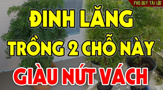 Cây Đinh Lăng hút tiền bạc, trấn giữ của cải: Đây là vị trí tốt tiền vào như nước