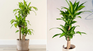 Cây thiết mộc lan tốt cho phong thủy nhưng rất kỵ người mệnh này, trồng trong nhà dễ mất lộc