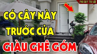 Nhà giàu mê tít 3 loài cây này: Nghe tên thôi đã thấy Phúc- Lộc- Thọ đủ đầy