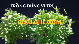 Cây rau này vừa ngon dễ trồng, giúp khỏe người lại được phong thủy khuyên trồng vị trí này hút tài lộc cực giàu