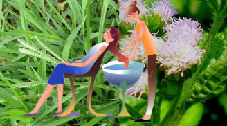 Lá dại mọc đầy đường lại là bí kíp gội đầu giúp tóc mượt, trị gàu, chống bết đừng bỏ qua mà phí