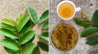 Thường xuyên uống nước lá ổi, cơ thể nhận được 5 lợi ích tuyệt vời này
