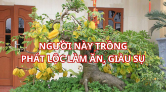 Trồng cây khế thu hút tài lộc, gia đình khỏe mạnh, người tuổi này trồng 1 cây giúp làm ăn thuận lợi giàu sụ