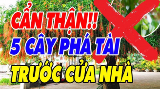 Trước cửa có 5 cây ác, cây càng xanh tươi gia chủ càng khánh kiệt, 5 cây đó là gì?