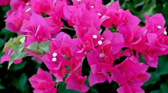 5 loại hoa và cây cảnh biểu trưng cho tài lộc, vượng khí, rất thích hợp để trồng hoặc trưng bày trong nhà