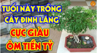 Cây Đinh Lăng trấn giữ của cải đừng trồng linh tinh: Người mệnh này trồng trong nhà như Hổ thêm cánh, cực giàu