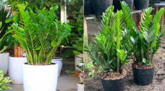 Cây kim tiền là cây phong thủy hút tài lộc nhưng không hợp với người mệnh này, rất kỵ trồng trong nhà