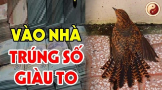Tổ Tiên nói: '2 con chim này bay vào nhà, không giàu cũng có của ăn của để', đó là chim nào?