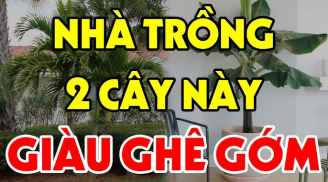 3 loại cây đệ tử Thần Tài trồng trước nhà nào nhà đó giàu nứt vách: Đó là cây gì?