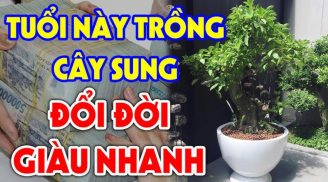 4 tuổi hợp nhất trồng Sung: Có 1 cây trong nhà Phúc - Lộc - Thọ có đủ