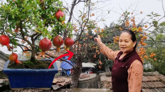 Các cụ dặn: 'Phía Đông trồng lựu hốt vàng, phía Tây trồng hồng hốt bạc', vì sao?