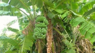 Tổ Tiên dặn dò: '4 cây trồng trước nhà sớm muộn cũng bại vong, trồng sau nhà trấn giữ của cải', là cây nào?