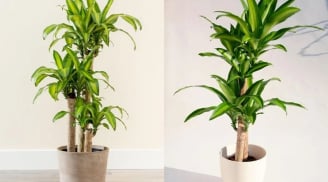 3 cây cảnh tài lộc này, nhà nào trồng nhà đó hưởng nhiều may mắn và sung túc