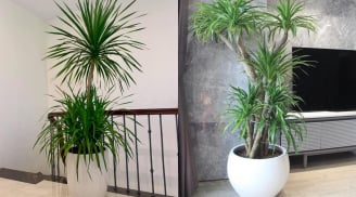 Cây phát tài núi: Mang lại tài lộc nhưng vì sao bị nhiều người 'tẩy chay'? Lý do sẽ khiến bạn bất ngờ