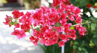 Hoa giấy mê nhất loại nước này, cứ 10 ngày tưới 1 lần là hoa nở rực rỡ, phủ kín cành cây