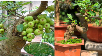 Người xưa dặn:Cây sung thu hút tài lộc, gia đình giàu có khỏe mạnh, trồng đúng vị trí này cực phát tài