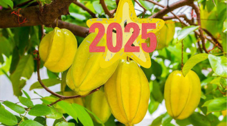Trồng cây khế kích hoạt tài lộc năm 2025, đúng vị trí này thì 1 cây nhỏ cũng đổi vận giàu sang