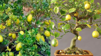 Cây ăn quả 'mọc dại' biến thành bonsai độc đáo: Vừa đẹp vừa mang tài lộc, giá cao vẫn được săn đón
