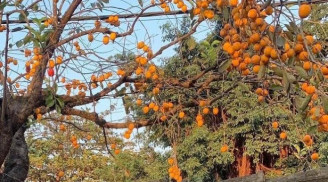 Loại cây ông bà trồng con cháu hưởng: 'Trồng 5 cây cảnh may mắn trong sân, phước lành lâu dài, con cháu thịnh vượng'
