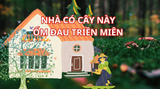 Tổ tiên dặn đừng mang cây ác vào nhà, trồng cây cảnh phải nhớ kẻo cây xanh tốt người suy kiệt, khó giàu lên
