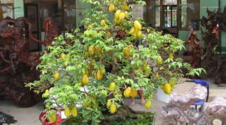 3 cây cảnh rẻ tiền, trồng trong chậu bonsai cực đẹp, lại siêu nhiều trái, xua đuổi vận xui, mang lại tài lộc
