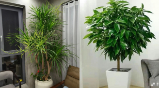 Bí quyết phong thủy: 2 loại cây cảnh 'hộ mệnh' vừa bảo vệ nhà cửa, vừa mang lại tài lộc dồi dào