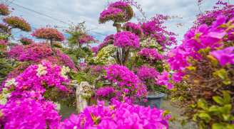 Cây hoa giấy thích 'ăn' thứ này nhất, vùi vào gốc 1 lần là hoa nở kín cành