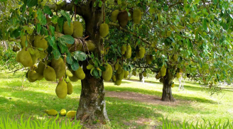 Tại sao người xưa dùng gỗ mít làm tượng thờ, đồ gia dụng quý nhưng dặn con cháu không trồng cây mít trước nhà?