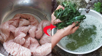 Vò nắm lá 'chát xít' này bóp lẫn với lòng lợn, lòng trắng tinh lại hết sạch mùi hôi