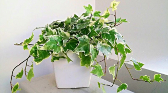 4 cây dây leo xinh xắn trồng trong nhà, không chỉ đẹp, lọc không khí, mà còn mang lại tài lộc và thịnh vượng