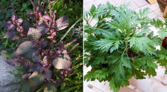 6 loại cây dễ trồng giúp đuổi muỗi hiệu quả: Đặt một chậu trong nhà, muỗi không bao giờ dám lại gần