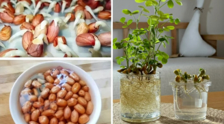 Cách trồng đậu phộng thủy canh siêu dễ, vừa đẹp vừa độc đáo