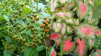 Cảnh báo: Những cây phong thủy đẹp nhưng độc, cần tránh khi chọn cây cảnh