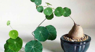 Cây cảnh có củ 'xấu xí', nhưng lại mang đến cho gia đình bạn nhiều may mắn, tài lộc và sự thịnh vượng