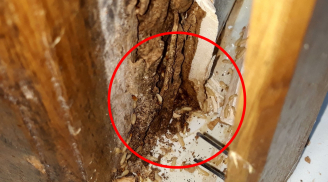 Mẹo diệt mối trong nhà: Dùng thứ rẻ tiền này, vừa an toàn vừa hiệu quả cao