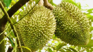 Tổ Tiên khuyên bảo: 'Có 6 loại quả ngon ngọt nhưng đừng đặt ở trên bàn thờ', đó là loại quả nào?