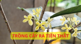 Trồng cây này như chôn hũ vàng trước nhà, cây hợp 5 mệnh hái hoa ra tiền, gia đình khỏe mạnh giàu có