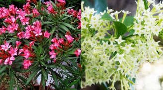 5 loại cây cảnh người xưa khuyên không nên trồng trong nhà