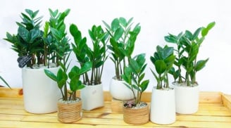 Cây kim tiền mà trồng thế này, của cải đội nón ra, từ thần tài thành thần xui, gia chủ dễ gặp vận hạn