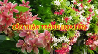 Trồng cây sử quân tử trước nhà có tốt phong thủy không? Đặc biệt phải chú ý điều này kẻo họa vô đơn chí