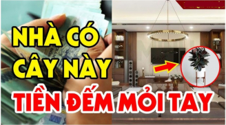 3 loại cây đệ tử Thần Tài rất hợp phong thủy: Chỉ 1 cây trong nhà cũng đủ sung túc, nghe tên đã giàu