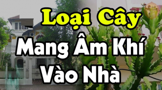 Cửa nhà trồng cây âm, tiền kiếm nhiều cũng mất sạch, cây âm là cây gì?