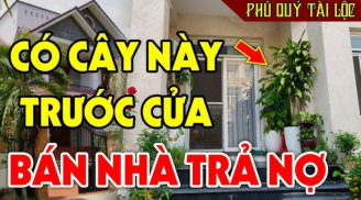 Người xưa nói: 'Trước cửa có 3 cây âm, cuộc sống gập ghềnh, trắc trở': Có phải chặt bỏ ngay