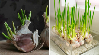 Vì sao không nên vứt tỏi mọc mầm?