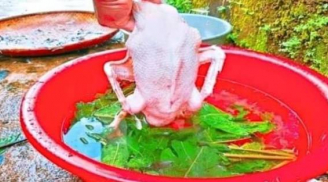 Vò nắm lá này, vặt lông vịt nhanh như chảo chớp, không dính 1 cọng lông măng