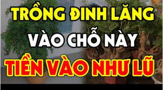 Cây Đinh Lăng trấn giữ của cải đừng trồng linh tinh: Trồng vị trí này tiền vào như nước lũ, đó là chỗ nào?
