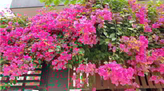 Hoa giấy mê nhất loại nước này, cứ 10 ngày tưới 1 lần là hoa nở rực rỡ, phủ kín cành cây