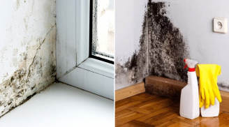 Mẹo xử lý tường nhà bị mốc ít tốn kém, hiệu quả cao